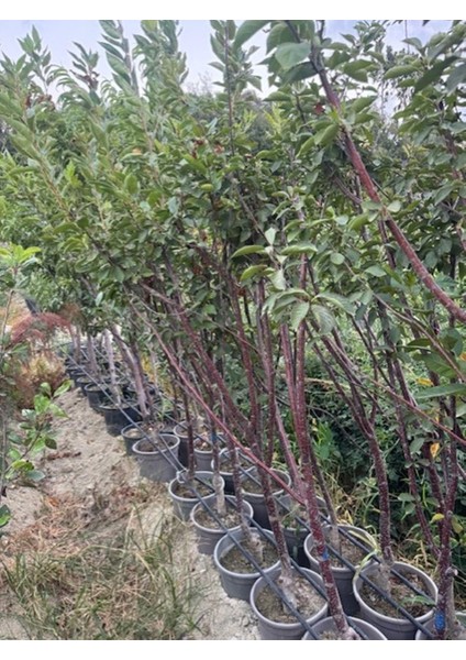 Saksıda Meyve Veren Kalın Gövdeli 5 Yaş Kütahya Vişne Fidanı Boy 200 Cm+ modelleri