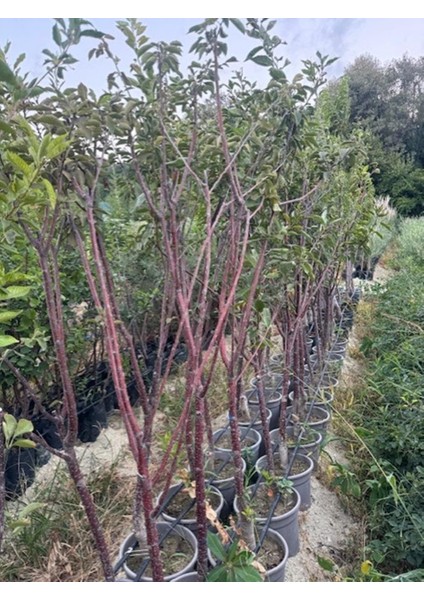 Saksıda Meyve Veren Kalın Gövdeli 5 Yaş Kütahya Vişne Fidanı Boy 200 Cm+ fırsatları