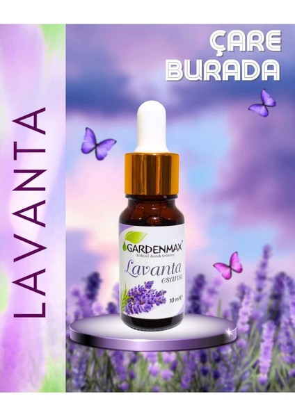 Lavanta Kokusu 10 ml
