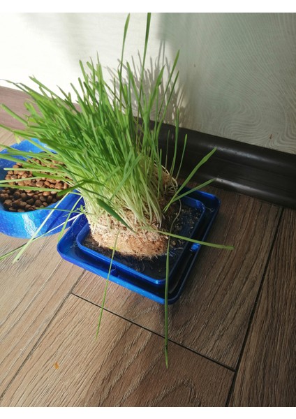 Otu Seven Bir Kedi Için Tepsi (Plastik Aparattır!!!) 3D fiyatları