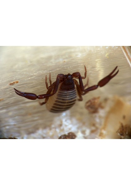 Kodak Z1012 Is Fotoğraf Makinesi ve Helios-44-2 Lens Için Makro Bağlantı Tüpü (Plastik Aparattır!!!) 3D modelleri