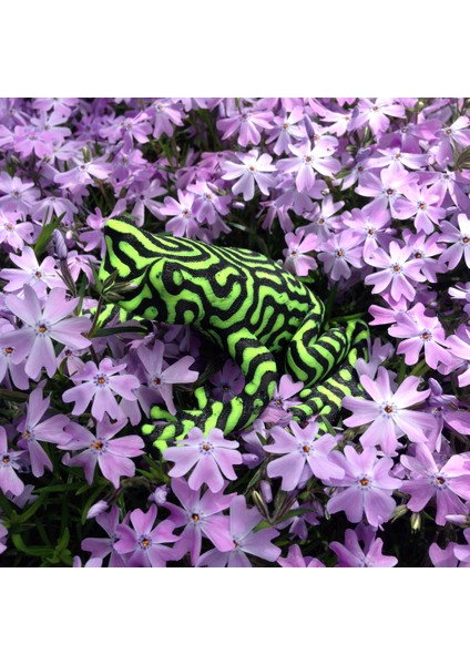 Iki Renkli Kurbağa (Plastik Aparattır!!!) 3D fırsatları