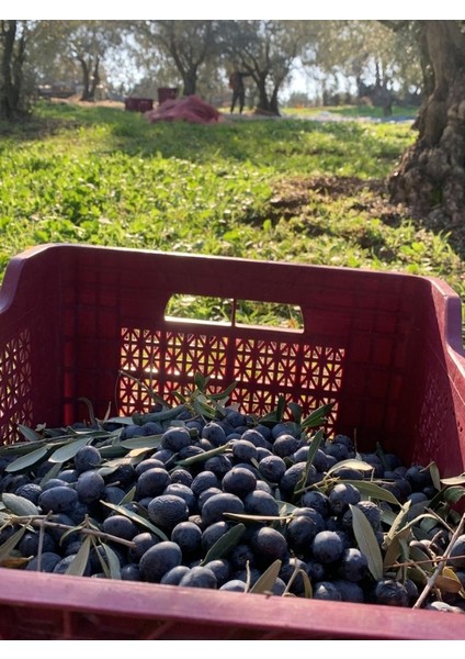 Acı Biber Çeşnili Zeytinyağı 250 ml indirimleri