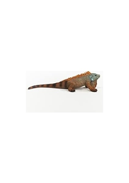 Iguana fiyatları