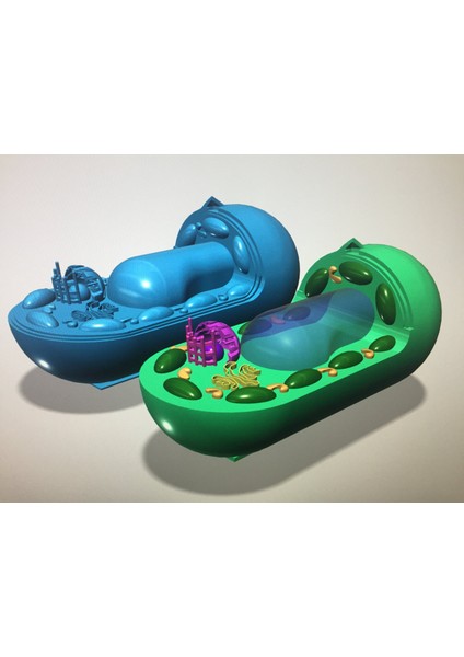 Bitki Hücresi Bitki Hücresi (Plastik Aparattır!!!) 3D
