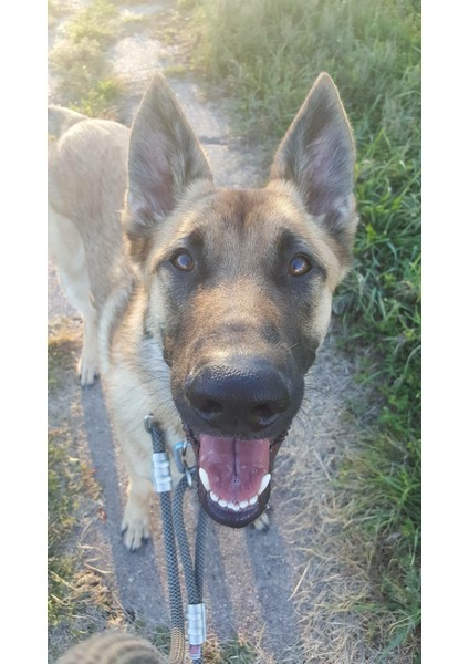 Trevor I Belçika Malinois Köpek Duvarı Heykeli 2d (Plastik Aparattır!!!) 3D fiyatları