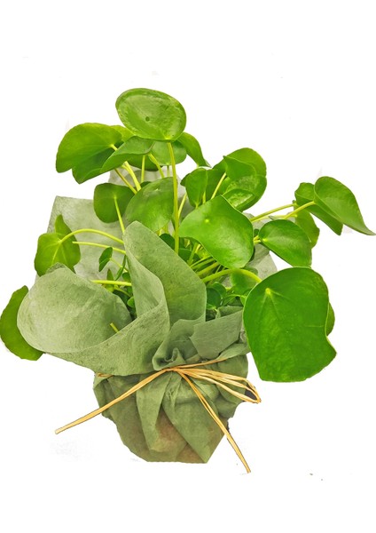 Pilea Peperomioides Çin Para Ağacı 25 - 30 cm