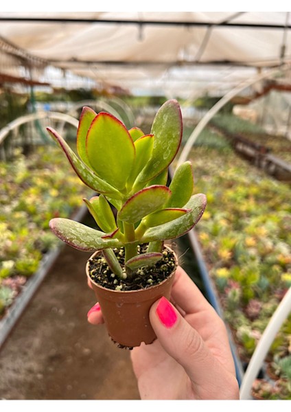 Para Çiçeği Bonsai Crassula Ovata Sukulent 5,5cm