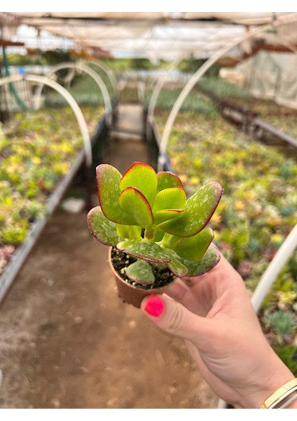 Para Çiçeği Bonsai Crassula Ovata Sukulent 5,5cm fiyatları