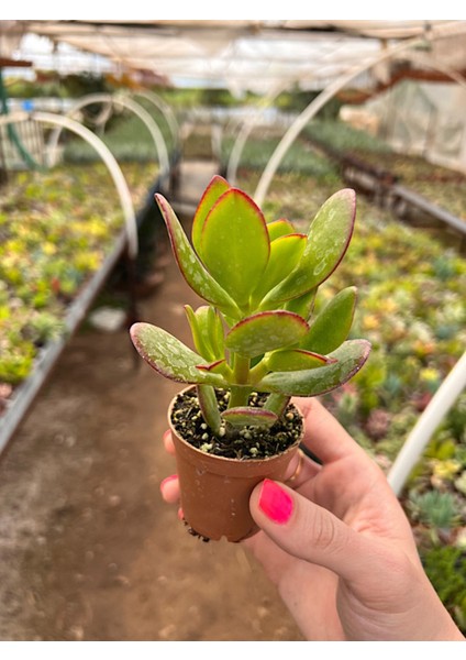 Para Çiçeği Bonsai Crassula Ovata Sukulent 5,5cm modelleri