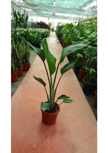 Starliçe Cennet Kuşu Strelitzia Nicolai Orta Boy 60-90 cm