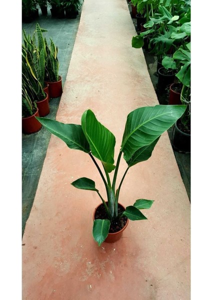 Starliçe Cennet Kuşu Strelitzia Nicolai Orta Boy 60-90 cm fiyatları
