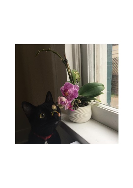 Rambutan Ekici (Plastik Aparattır!!!) 3D