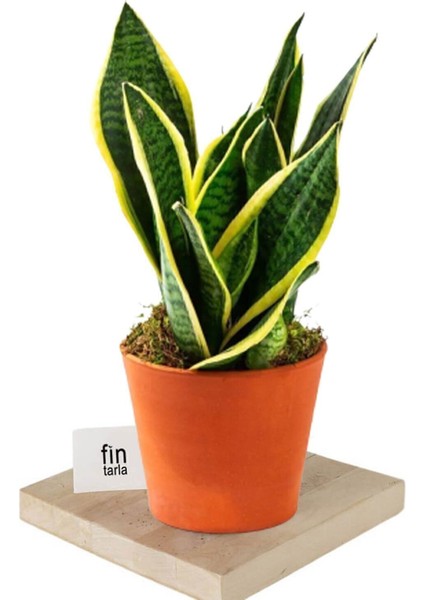 Kılıç Çiçeği Paşa Kılıcı Sansevaria Ev Bitkisi Ofis Bitki Salon Bitkisi