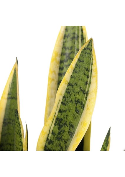 Kılıç Çiçeği Paşa Kılıcı Sansevaria Ev Bitkisi Ofis Bitki Salon Bitkisi modelleri