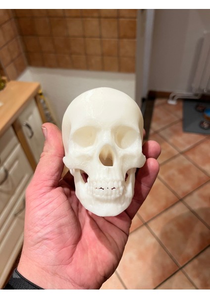Desteksiz Yazdırma Için Yeniden Yönlendirilmiş Kafatası (Plastik Aparattır!!!) 3D fiyatları