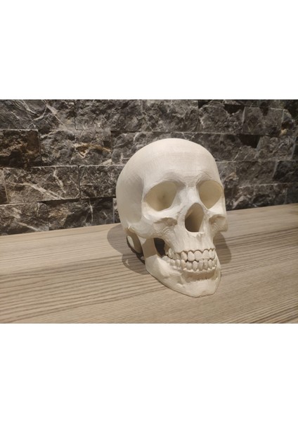 Desteksiz Yazdırma Için Yeniden Yönlendirilmiş Kafatası (Plastik Aparattır!!!) 3D modelleri