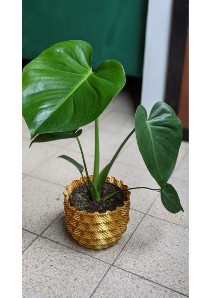 3D Kutu Ekici (Sadece Plastik Aparattır!!!) 3D fiyatları