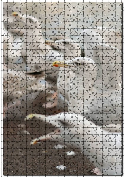 Deniz Kuşları Yaban Hayatı Martılar Görseli 120 Parça Puzzle Yapboz Mdf (Ahşap)