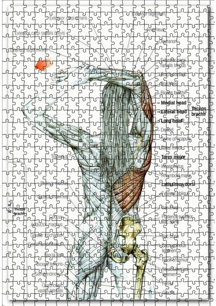 Kadın Anatomisi Kas Haritası 120 Parça Puzzle Yapboz Mdf (Ahşap)