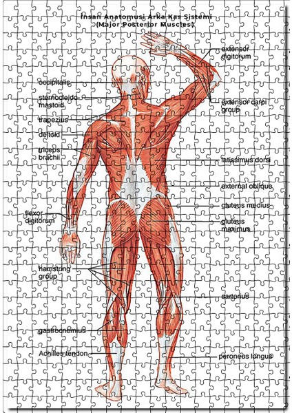 Insan Anatomusi Arka Kas Sistemi 120 Parça Puzzle Yapboz Mdf (Ahşap)