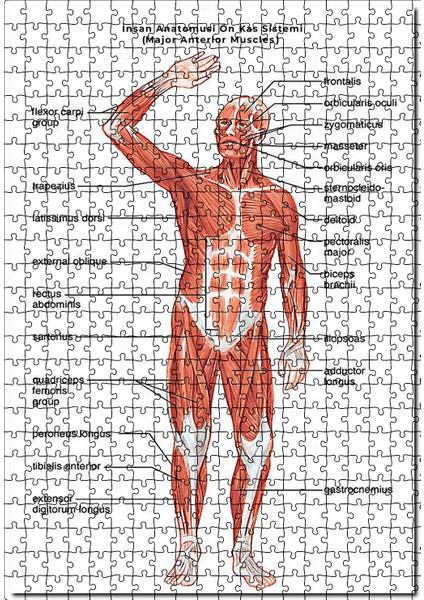 Insan Anatomusi Ön Kas Sistemi 120 Parça Puzzle Yapboz Mdf (Ahşap)