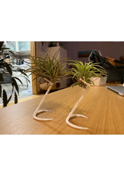 Hava Tesisi Stand / Tillandsia Standı (Sadece Plastik Aparattır!!!) 3D fiyatları