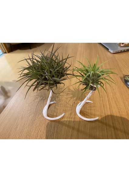 Hava Tesisi Stand / Tillandsia Standı (Sadece Plastik Aparattır!!!) 3D modelleri