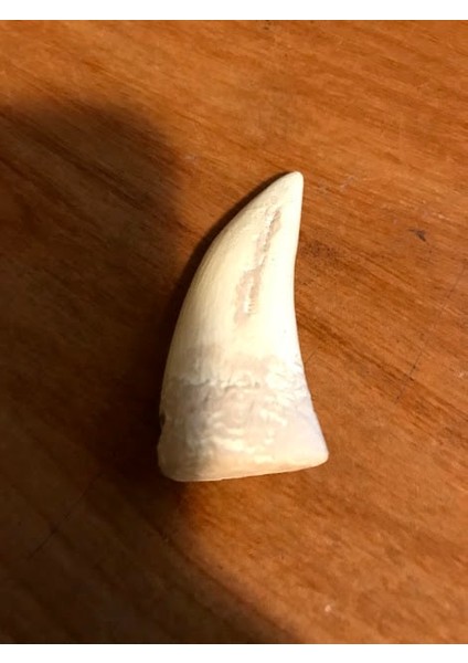 T-Rex Diş Kolye (Sadece Plastik Aparattır!!!) 3D