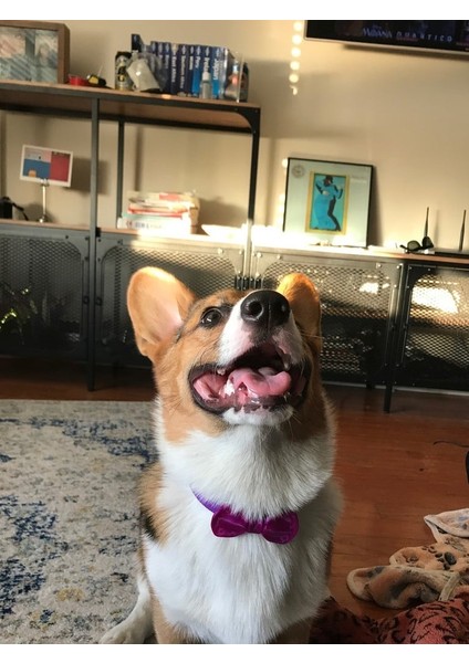 Papillon (Bow Tie) - Düz Baskı (Sadece Plastik Aparattır!!!) 3D fiyatları