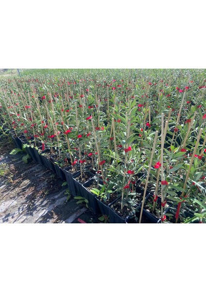 Arbequina Zeytin Fidanı – Bodur, Sık Dikime Uygun, Yüksek Kaliteli Yağlık Çeşit modelleri