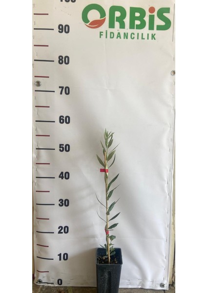 Koroneiki Zeytin Fidanı – Bodur, Sık Dikime Uygun, Yüksek Kaliteli Yağlık Çeşit