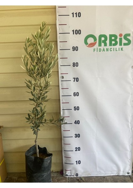 2 Yaş Gemlik (Trilye) Zeytin Fidanı – Yeşil ve Siyah Sofralık, Aynı Zamanda Yağlık Kaliteli Çeşit