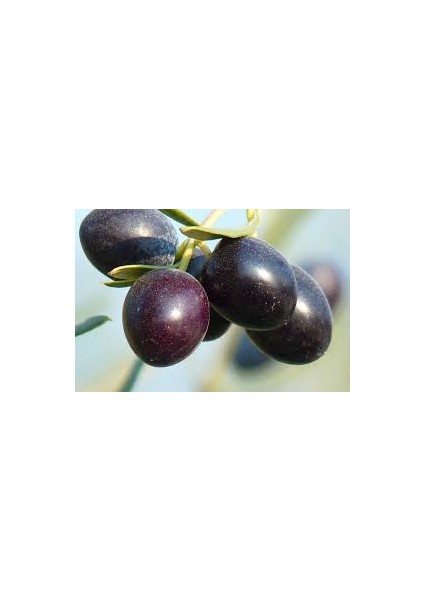 2 Yaş Gemlik (Trilye) Zeytin Fidanı – Yeşil ve Siyah Sofralık, Aynı Zamanda Yağlık Kaliteli Çeşit fırsatları