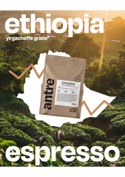 Ethiopia Yirgacheffe Grade 2 Çekirdek Kahve – 210G | Yıkanmış, Floral & Limon Notalı