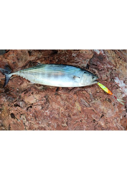 Sardin 20GR 60MM Jig Yem Kaşık Rapala -Levrek, Palamut, Lüfer, Çinekop, Turna Için En Iyi Uv Jig Yem fırsatları