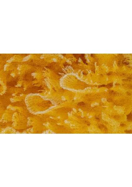 Bebek Banyo Süngeri %100 Doğal Deniz Süngeri Yumuşak Sarı Düz Tasarım Hassas Ciltler İçin