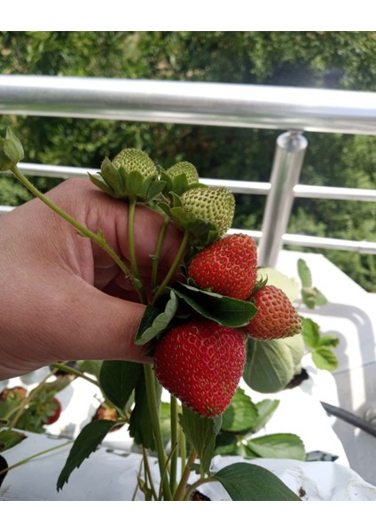 Topraksız Tarım Çilek Yetiştirme Hobi Seti | Ev Tipi Başlangıç Kiti – 39 Gözlü modelleri