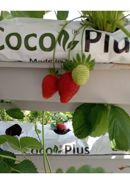 Topraksız Tarım Çilek Yetiştirme Hobi Seti | Ev Tipi Başlangıç Kiti – 39 Gözlü indirimleri