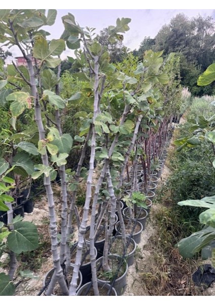 Saksıda 5 Yaş ,meyve Veren Dürdane Siyah Bursa Incir Fidanı Boy 200 cm + modelleri