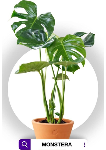 Monstera Deliciosa - Deve Tabanı - Ev Ofis Salon Iç Mekan Bitkisi - 60 cm