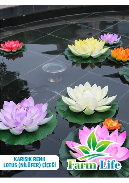 Köy Tohumları Beyaz Kokulu Lotus (Nilüfer) Çiçeği Tohumu 3 Adet – Türkiye Üretimi, İlkbahar Dikimine Uygun indirimleri