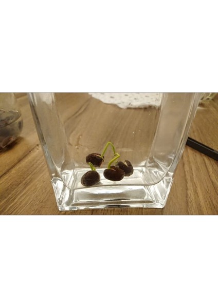 Köy Tohumları Beyaz Kokulu Lotus (Nilüfer) Çiçeği Tohumu 3 Adet – Türkiye Üretimi, İlkbahar Dikimine Uygun