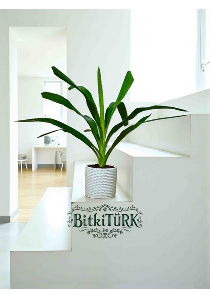 -Ithal Yukka Beton Saksıda Ofis Salon Hediye