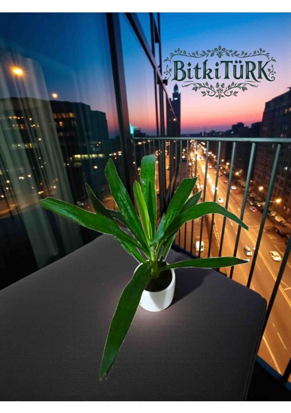 -Ithal Yukka Beton Saksıda Ofis Salon Hediye fiyatları
