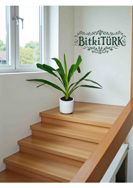 -Ithal Yukka Beton Saksıda Ofis Salon Hediye modelleri