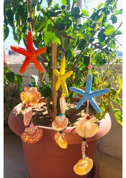 3 Adet Renkli Deniz Yıldızı Deniz Kabuklu Renkli Yeni Set