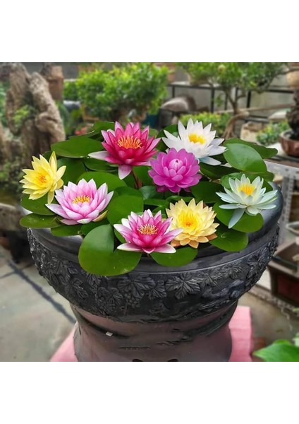 5 Adet Tohum Organik Taze Hasat Kutsal Lotus Karışık Renkli Nilüfer Çiçeği Sınırlı Stokta