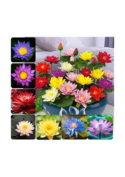 15 Adet Tohum Mucize Kutsal Lotus Su Çiçeği Tohumu Organik Nilüfer Çiçekler