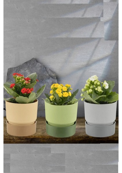 3 Adet Ixora 4 Litre Çift Renk Dekoratif Tabaklı Saksı 19 cm